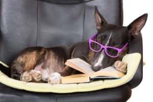 dog in glasses with a book