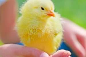 Cute yellow chick standing on child' s hand